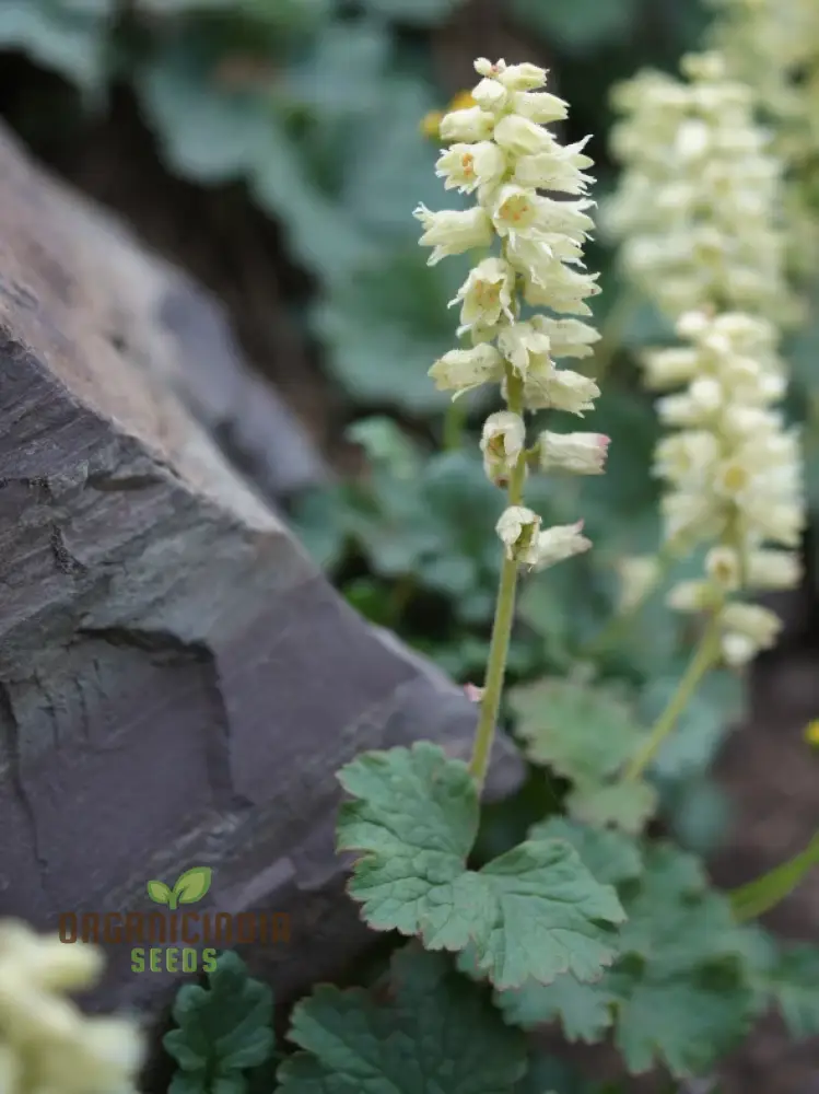 Elmera Racemosa Flower Seeds For Planting, Unique Blooms for Your Garden