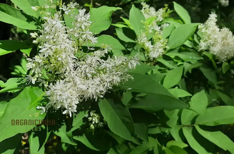 Fraxinus Sieboldiana Seeds - Premium Planting Seeds for Your Garden