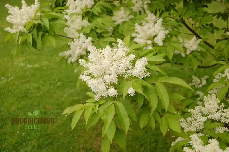 Fraxinus Sieboldiana Seeds - Premium Planting Seeds for Your Garden