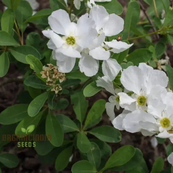 Exochorda x Macrantha 'The Bride' Seeds - Planting Instructions & Care Tips Included