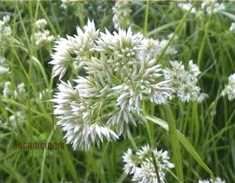 Luzula Nivea Flower Seeds, Elegant and Graceful Your Garden, Premium Quality Gardening Seeds