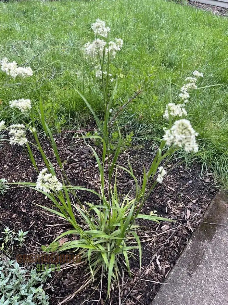 Luzula Nivea Flower Seeds, Elegant and Graceful Your Garden, Premium Quality Gardening Seeds
