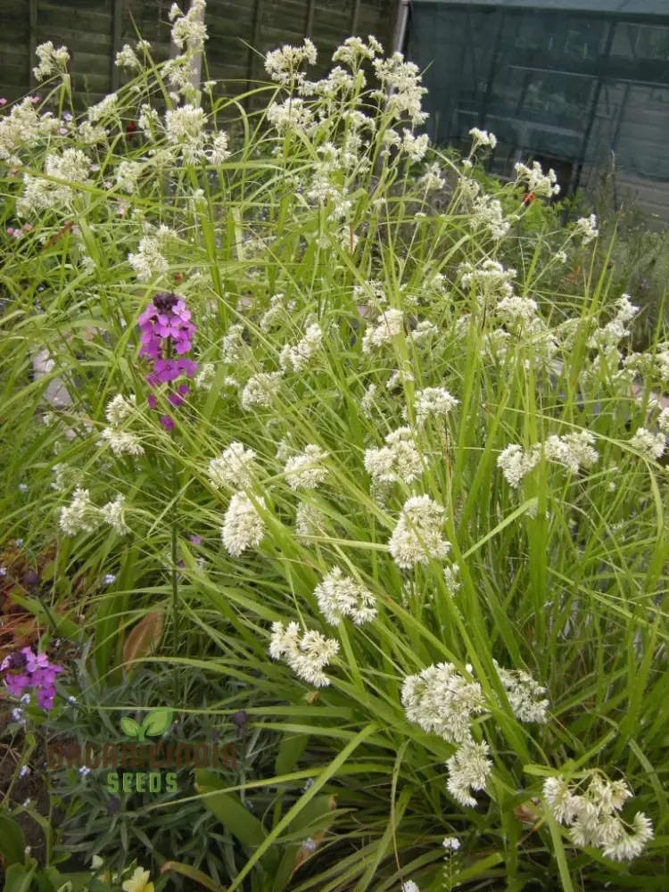 Luzula Nivea Flower Seeds, Elegant and Graceful Your Garden, Premium Quality Gardening Seeds