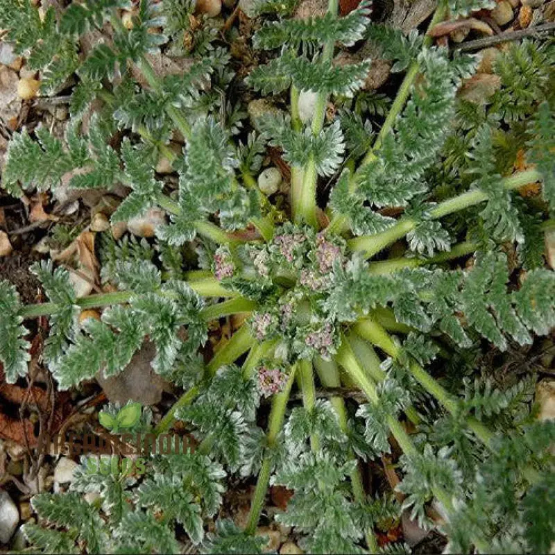 Oreomyrrhis Argentea Seeds for Exquisite Gardening Enthusiasts | Hardy Perennial Seeds