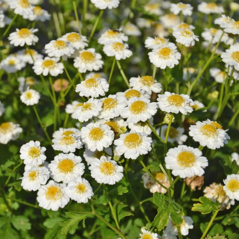 Camomille grande ( Tanacetum parthenium )
