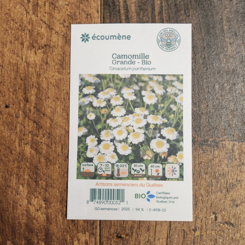 Camomille grande ( Tanacetum parthenium )