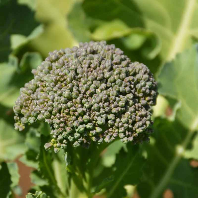 Brocoli ‘De Cicco’ ( Brassica oleracea var. italica )