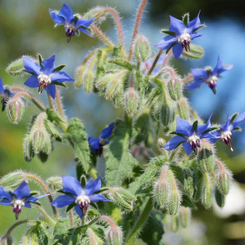 Bourrache officinale ( Borago officinalis )