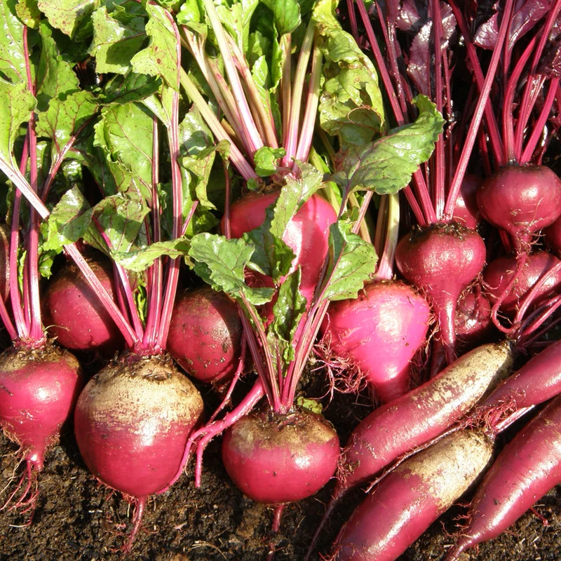 Betterave en mélange ( Beta vulgaris )
