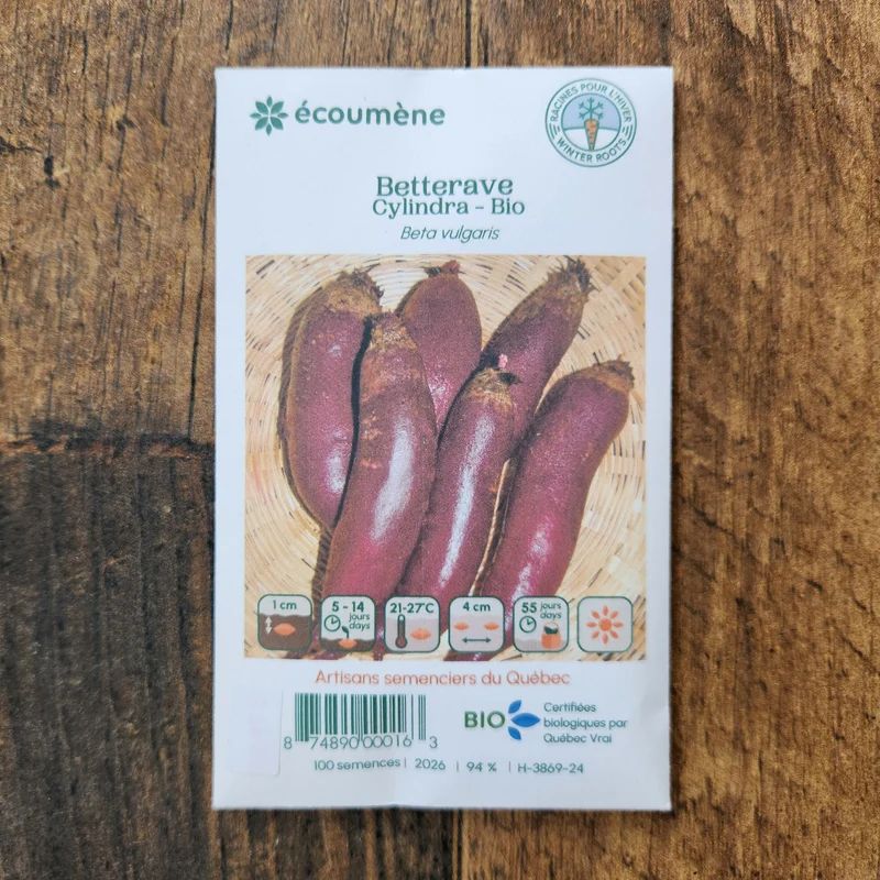Betterave ‘Cylindra’ ( Beta vulgaris )