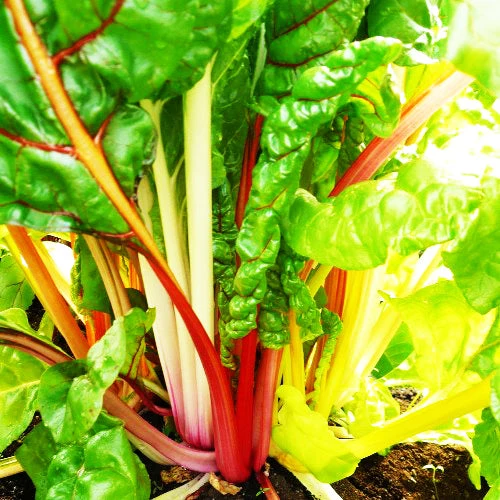 Bette à carde ‘Rainbow’ ( Beta vulgaris subsp. vulgaris )