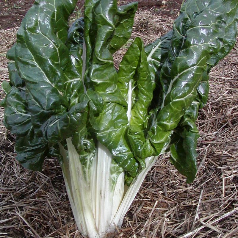 Bette à carde ‘Fordhook Giant’ ( Beta vulgaris var. cicla )