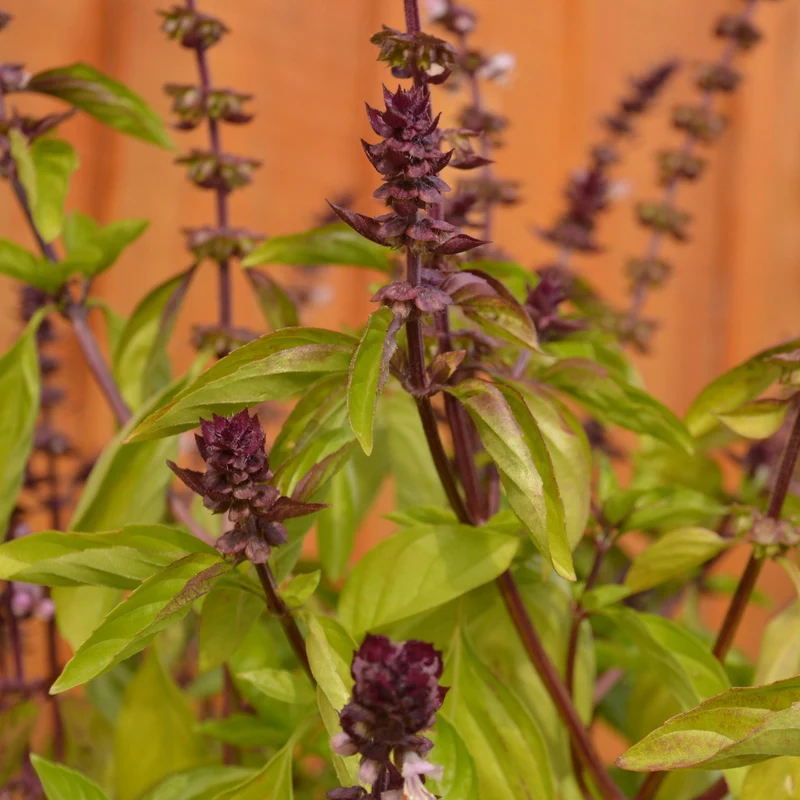 Basilic Thai ( Ocimum basilicum var. thyrsiflora )