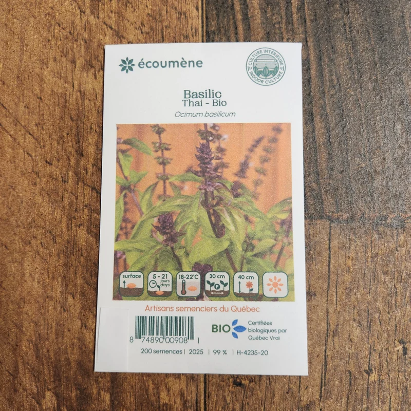 Basilic Thai ( Ocimum basilicum var. thyrsiflora )