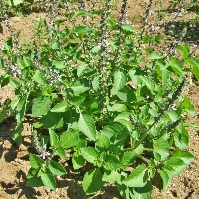 Basilic sacré ( Ocimum tenuiflorum )