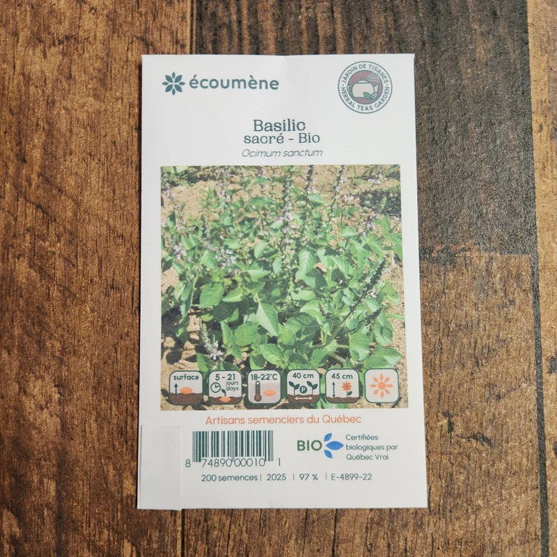 Basilic sacré ( Ocimum tenuiflorum )