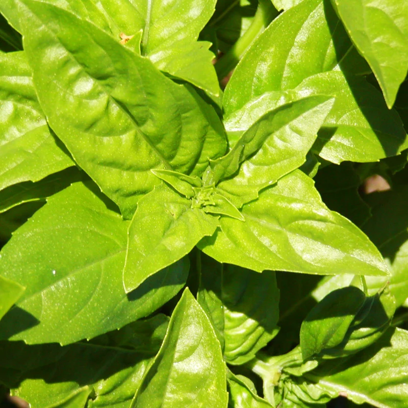 Basilic ‘Genovese’ ( Ocimum basilicum )