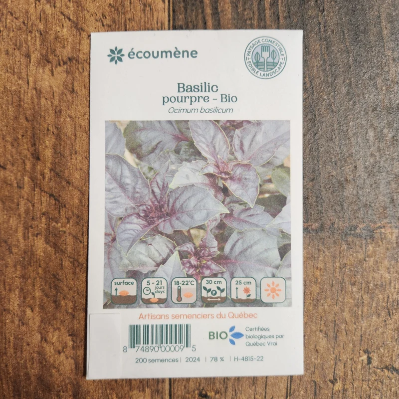 Basilic pourpre ( Ocimum basilicum )