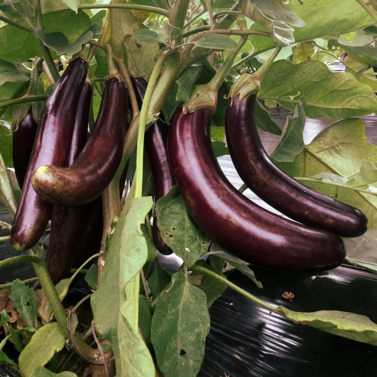 Aubergine ‘Little Finger’ ( Solanum melongena )