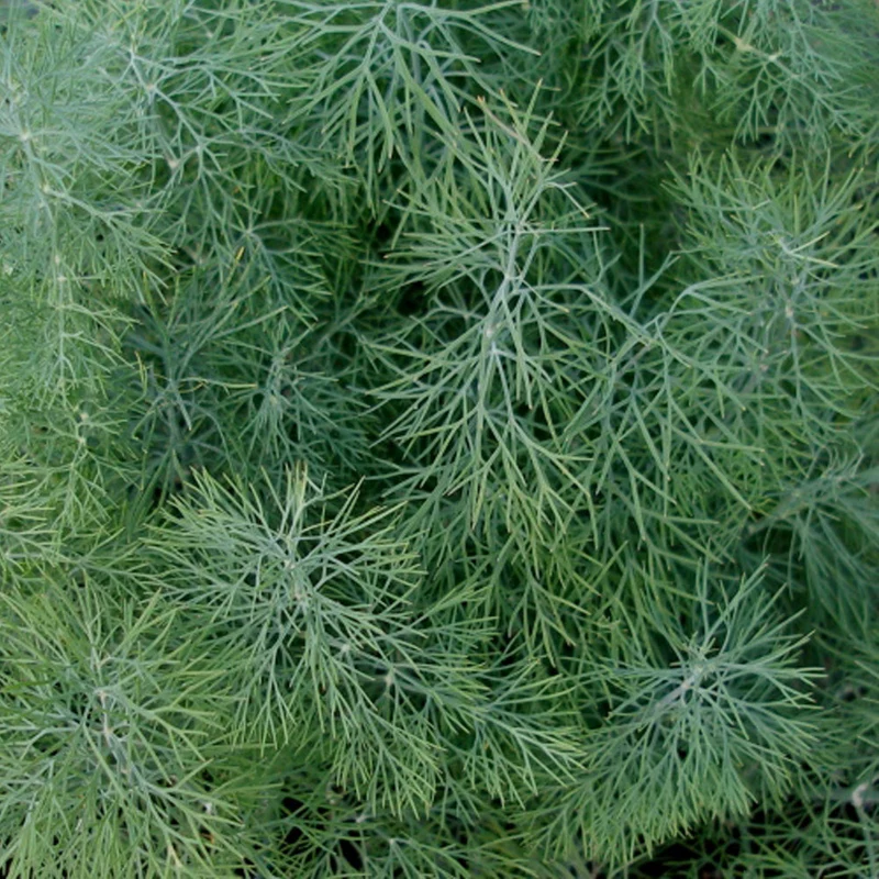 Aneth de jardin ( Anethum graveolens )