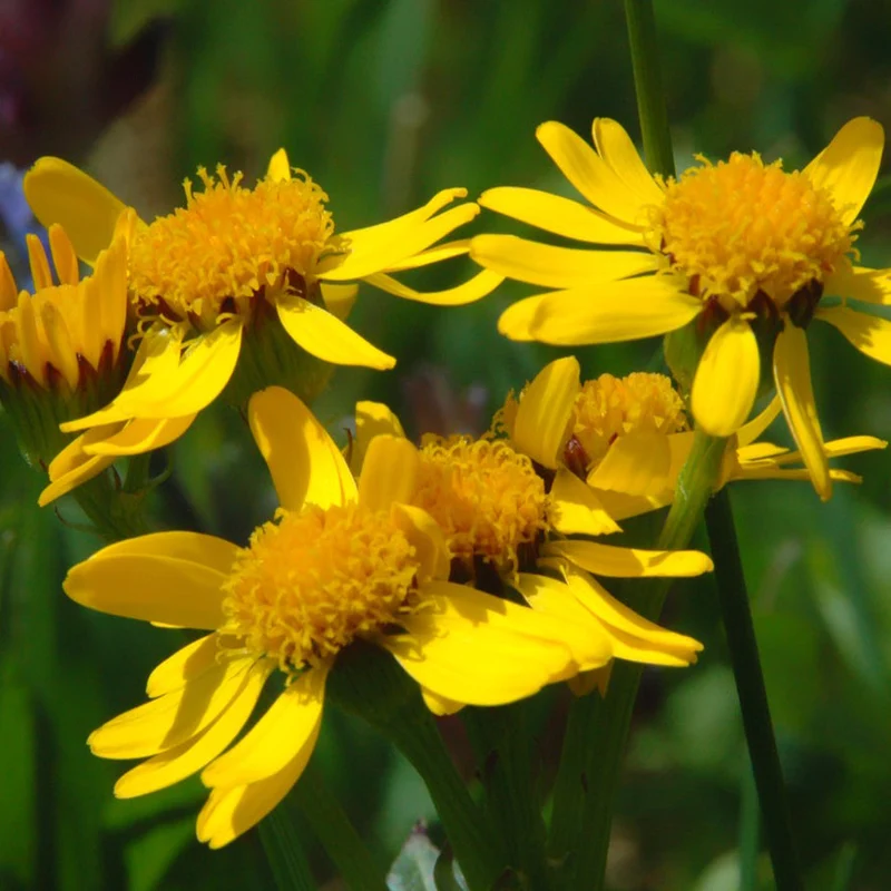 Arnica americana ( Arnica chamissonis )