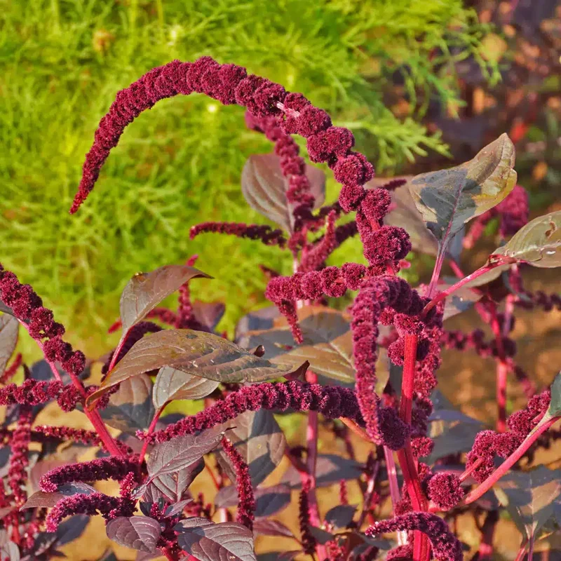 Amarante ‘Hopi Red Dye’ ( Amaranthus cruentus )