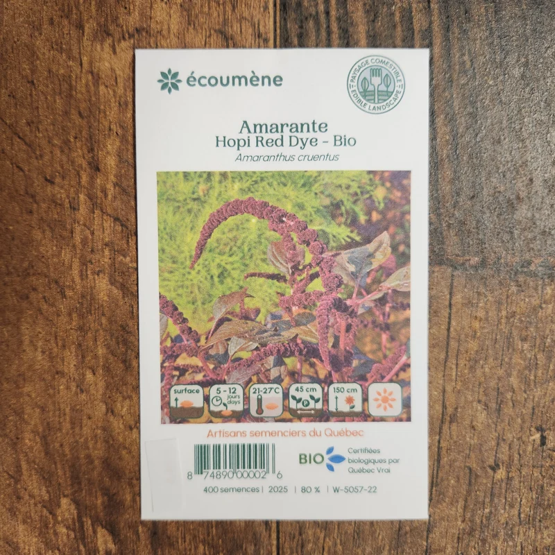 Amarante ‘Hopi Red Dye’ ( Amaranthus cruentus )