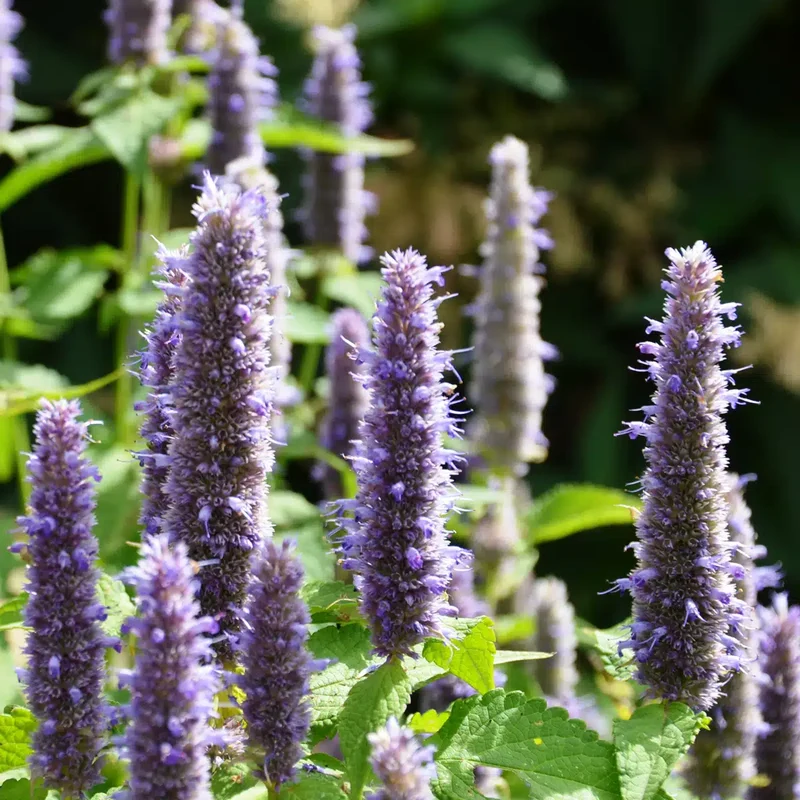 Agastache de Corée ( Agastache rugosa )