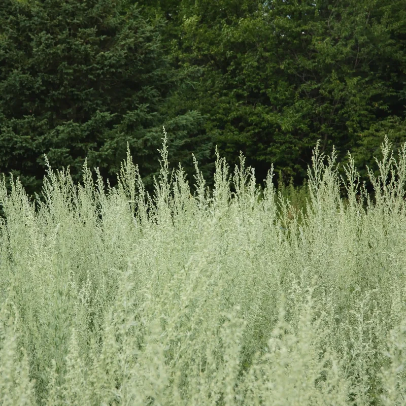 Absinthe grande ( Artemisia absinthium )