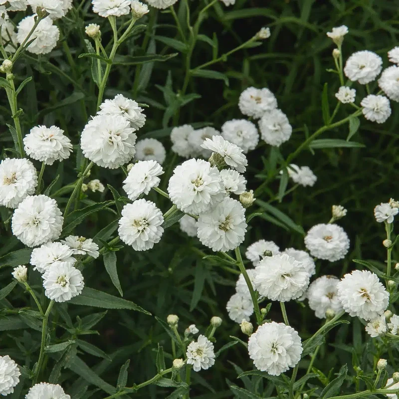 Achillée ‘Noblessa’ ( Achillea ptarmica )