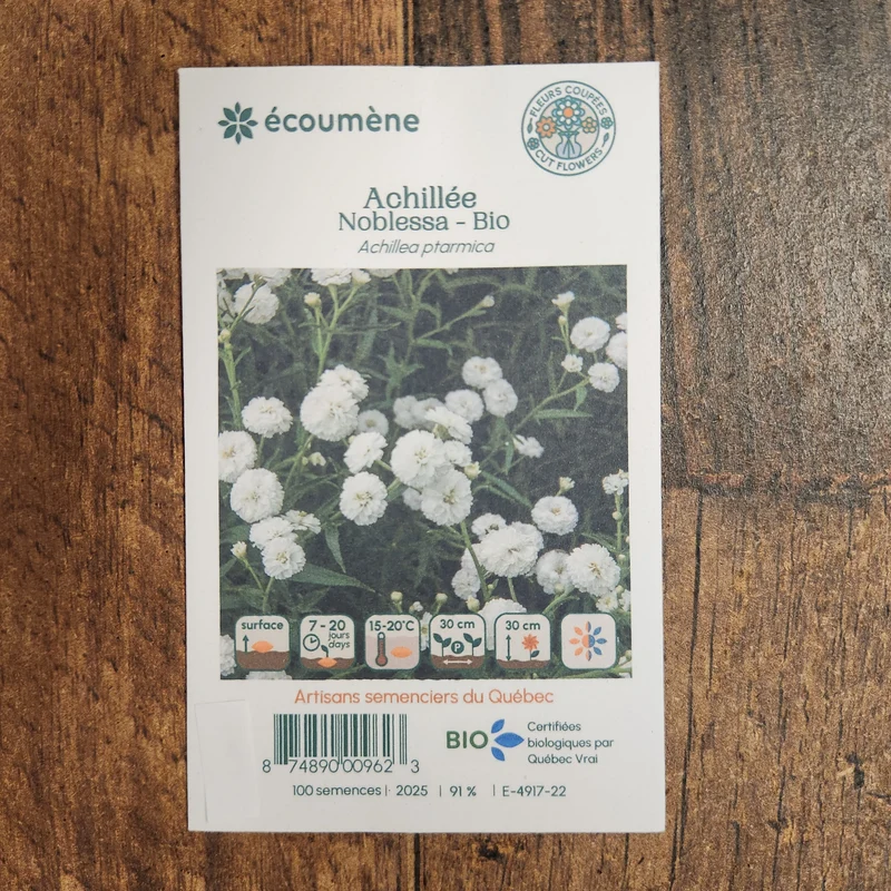 Achillée ‘Noblessa’ ( Achillea ptarmica )
