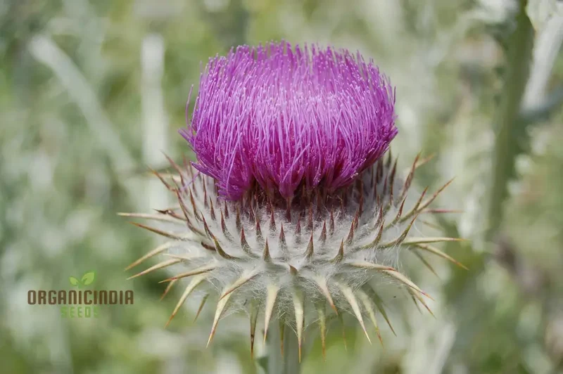 Onopordum Acanthium Seeds (Scotch Thistle Seeds) - Hardy Biennial for Gardening Enthusiasts