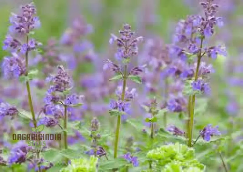 Nepeta Mussinii Seeds for Vibrant Garden Blooms | Hardy Perennial for Lush Greenery