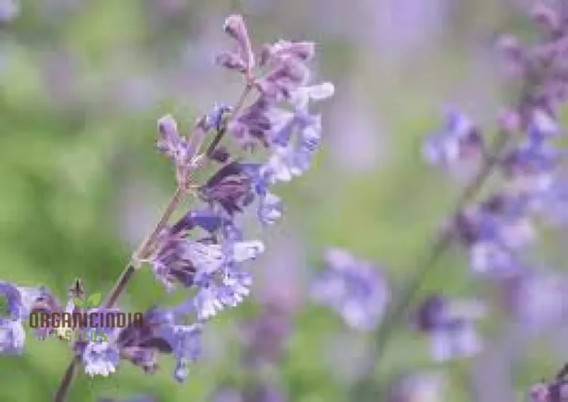 Nepeta Mussinii Seeds for Vibrant Garden Blooms | Hardy Perennial for Lush Greenery