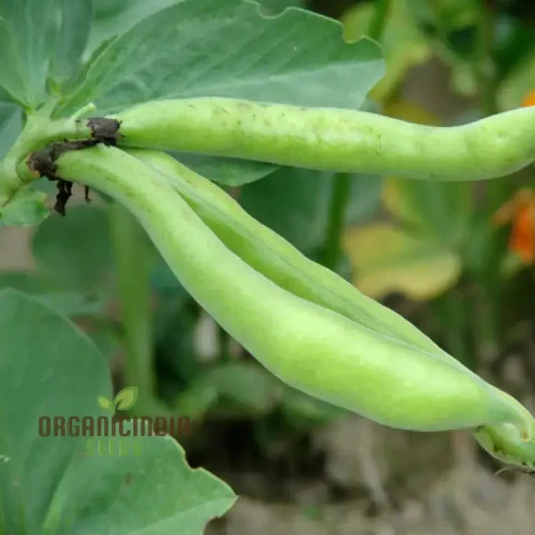 BEAN SUPER AQUADULCE Seeds for Your Garden | Buy Seeds Online