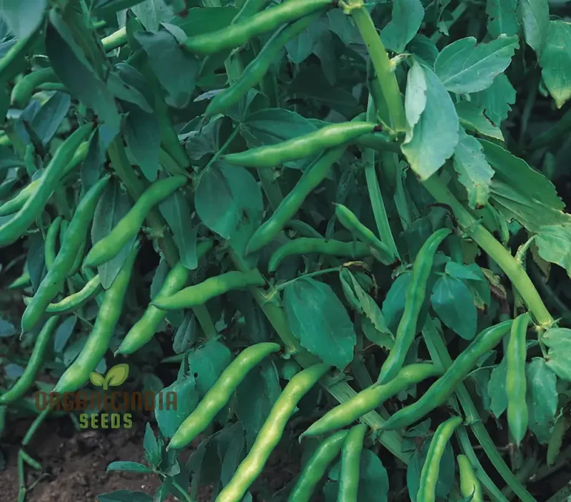 BEAN SUPER AQUADULCE Seeds for Your Garden | Buy Seeds Online