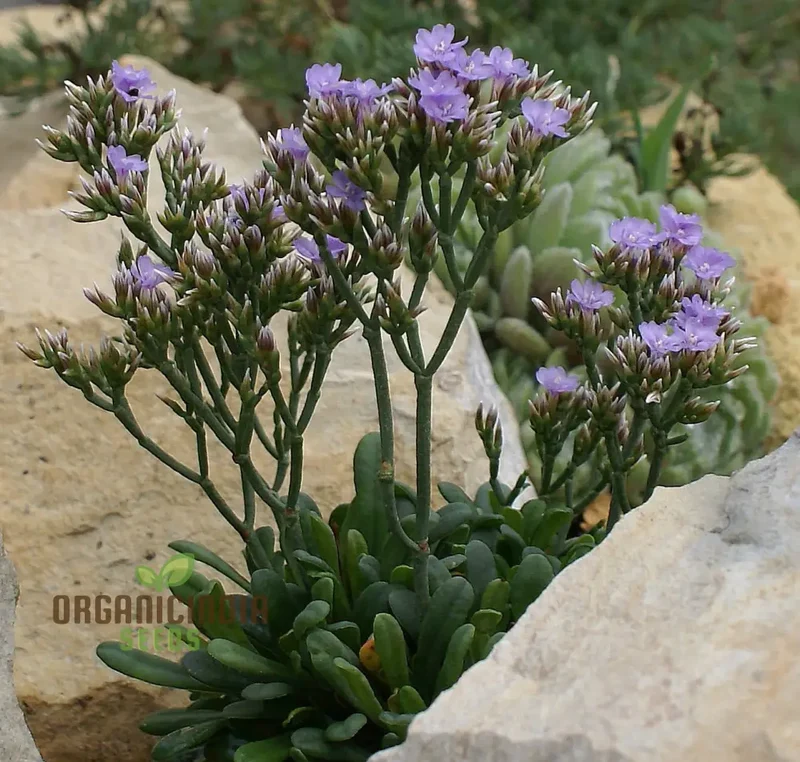 Limonium Minutum Seeds for Planting Elevate Your Gardening Experience with Resilient, Long-Lasting Blooms