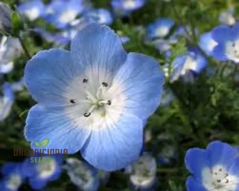 Nemophila Menziiesii Seeds - Exquisite Gardening Delight for Your Spring Garden