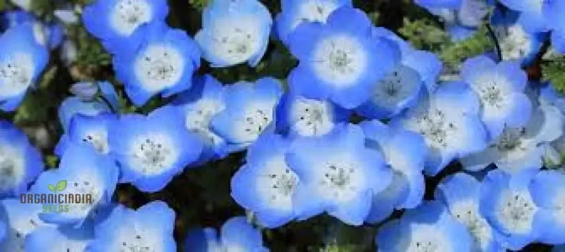 Nemophila Menziiesii Seeds - Exquisite Gardening Delight for Your Spring Garden