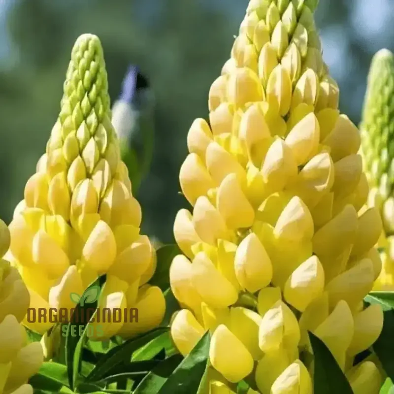 Lupinus Seeds (Lupinus x Russellii 'Chandelier' Seeds) - Radiant and Beautiful Garden Blooms