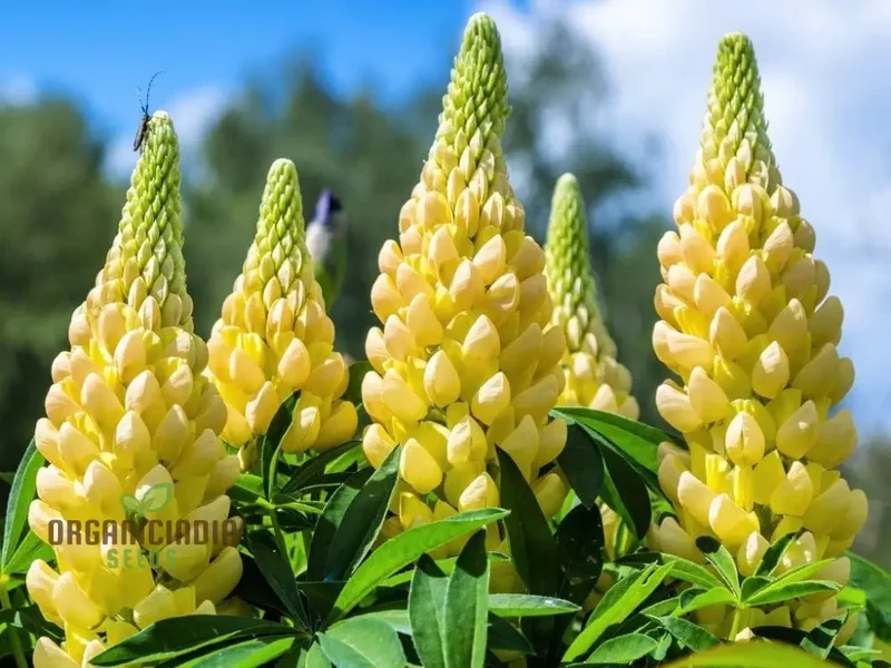 Lupinus Seeds (Lupinus x Russellii 'Chandelier' Seeds) - Radiant and Beautiful Garden Blooms