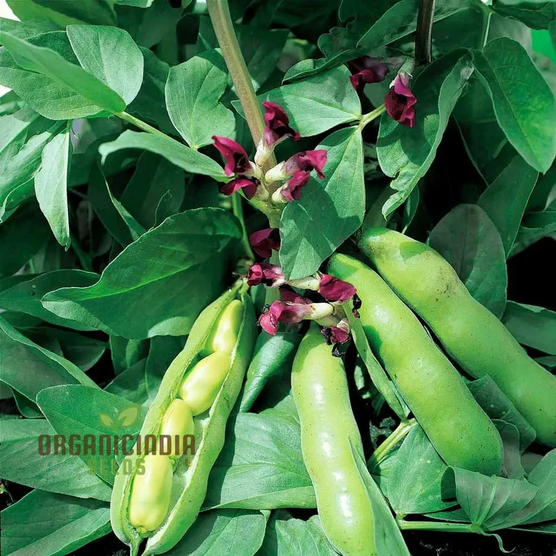 BEAN SCORPIO Seeds for Gardening - Premium Quality Seeds