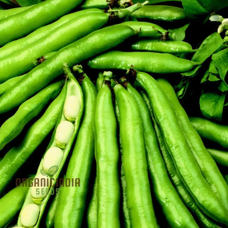 BEAN SCORPIO Seeds for Gardening - Premium Quality Seeds