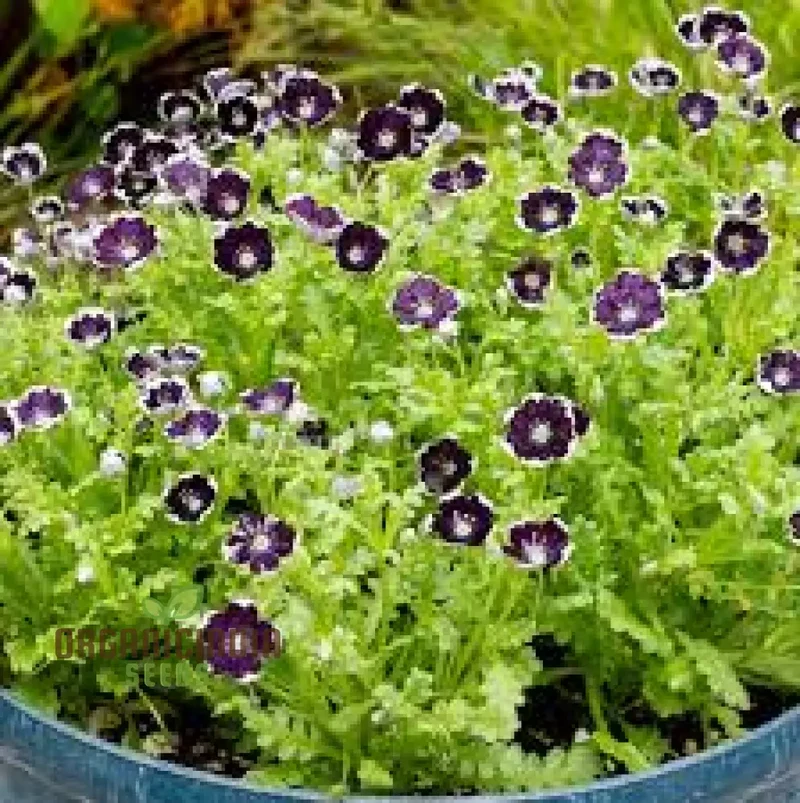 Nemophila Menziesii 'Penny Black' Seeds for Beautiful Gardening: Enhance Your Garden with Unique and Stunning Blooms