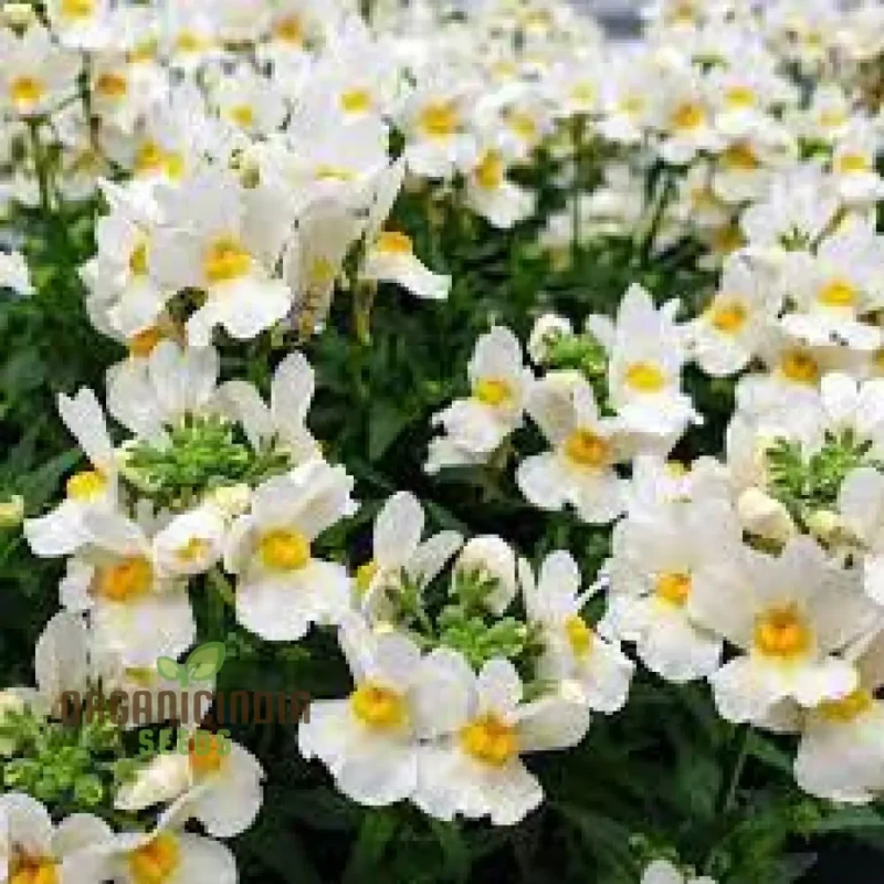 Nemesia 'Snowflakes' Seeds for Gardening | Premium Quality Flower Seeds for Your Garden