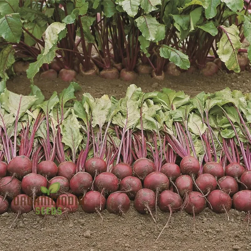 BEETROOT PABLO F1 Seeds - Premium Quality Gardening Seeds for Your Garden