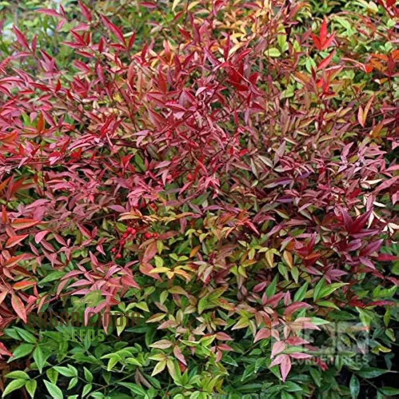 Nandina Domestica Seeds for Lush Gardening | Enhance Your Garden with Vibrant Nandina Domestica