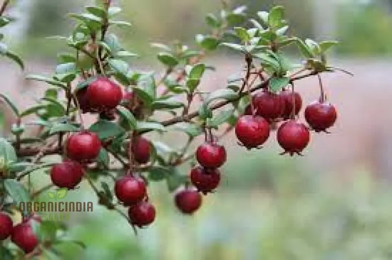 Myrtus Ugni Seeds for Expert Gardening: Elevate Your Garden with these Rare and Exotic Berries
