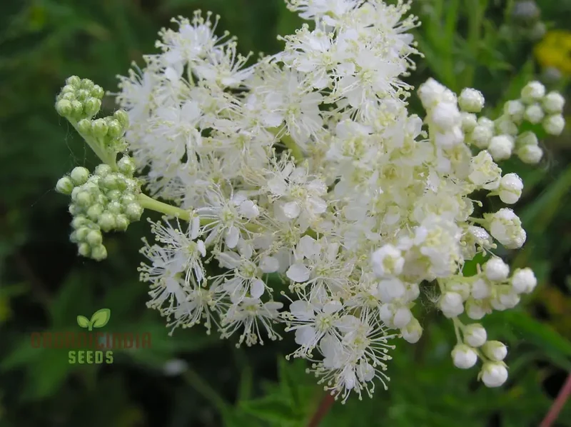 Filipendula Ulmaria Seeds - Premium Quality for Planting in Gardens and Landscapes
