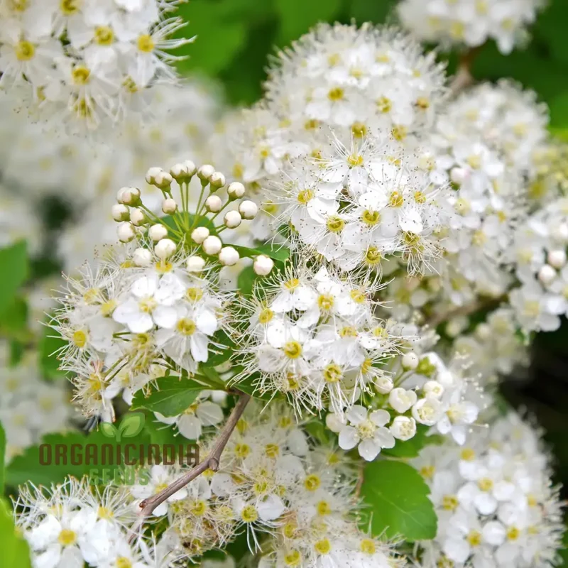 Filipendula Ulmaria Seeds - Premium Quality for Planting in Gardens and Landscapes